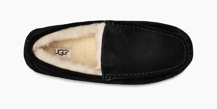 Ascot Suede Sneakers - Premium Brand Shoes for Men and Women